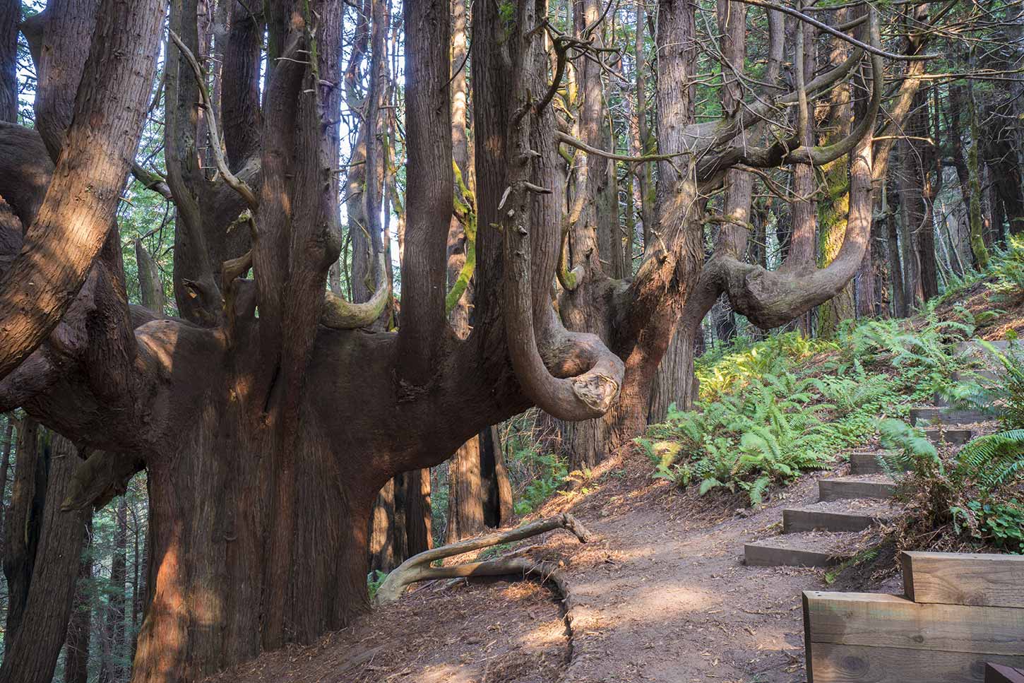 A Unique Tree on California’s North Coast