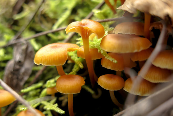 Chantralle mushrooms