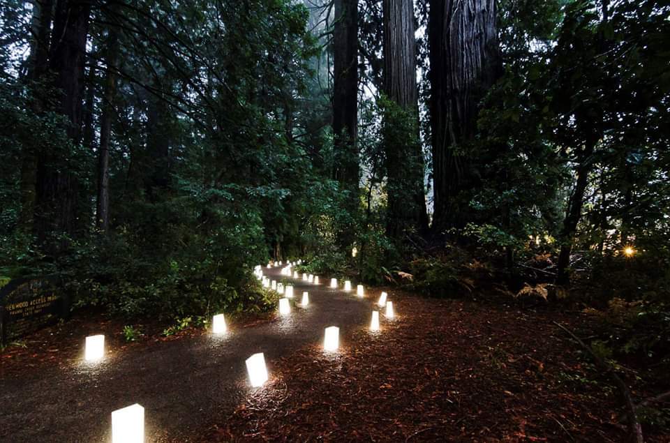 How the Candlelight Walk at Prairie Creek Redwoods State Park Looks.