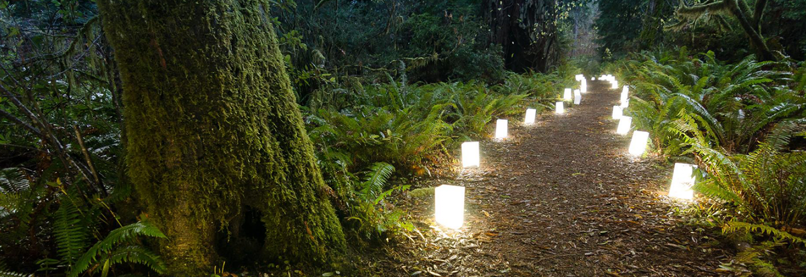 A Candlelight Walk Among the Redwoods