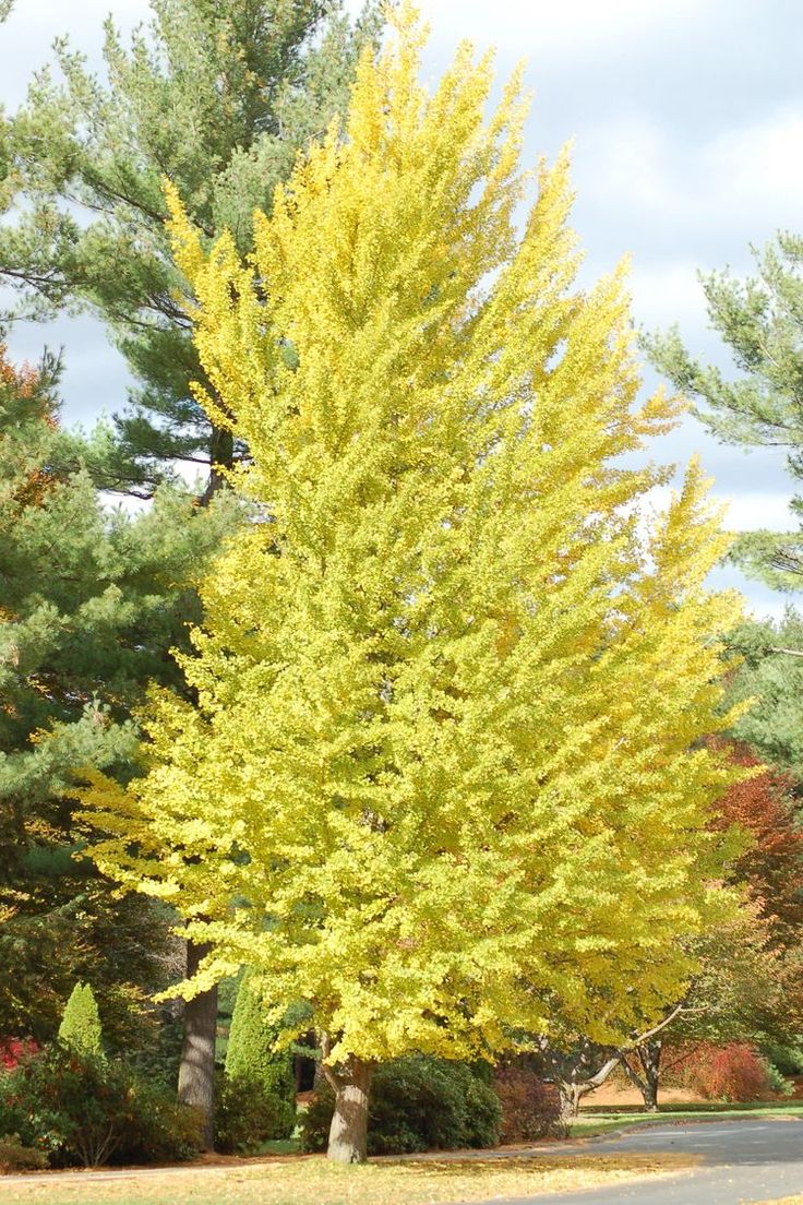 4 Rugged Trees that are Drought-Tolerant