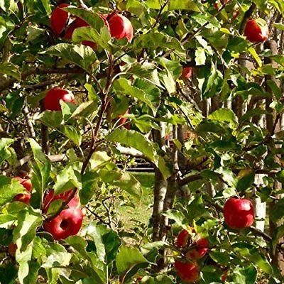 Backyard Orchard Tips for starting an apple orchard