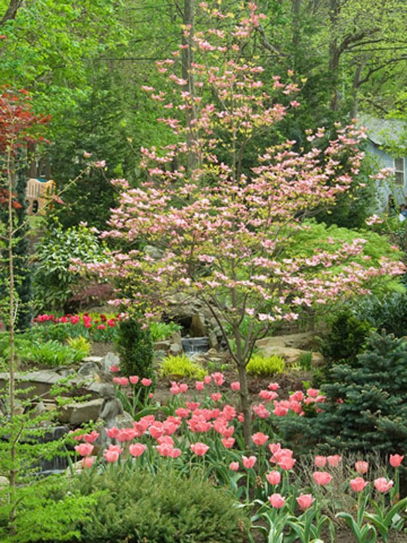 Check Out These Small Flowering Trees for Small Spaces