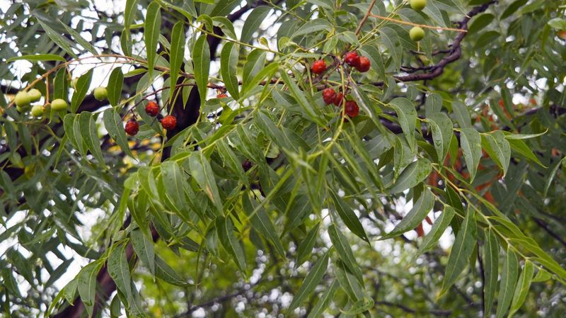 Is the western soapberry the tree for you