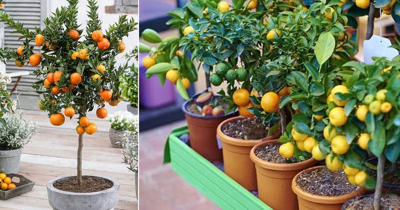 Top 10 Fruit Trees to Add to Your Yard in 2024