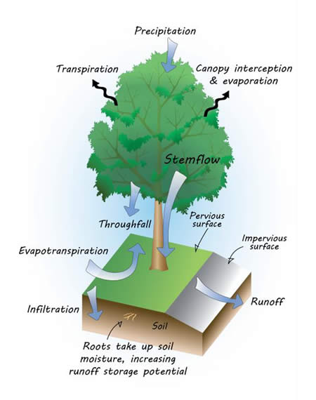 Trees Tame Stormwater