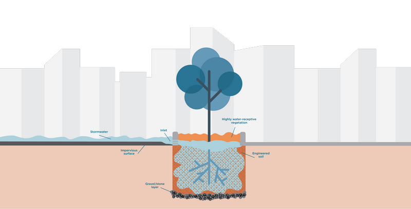 Trees Tame Stormwater
