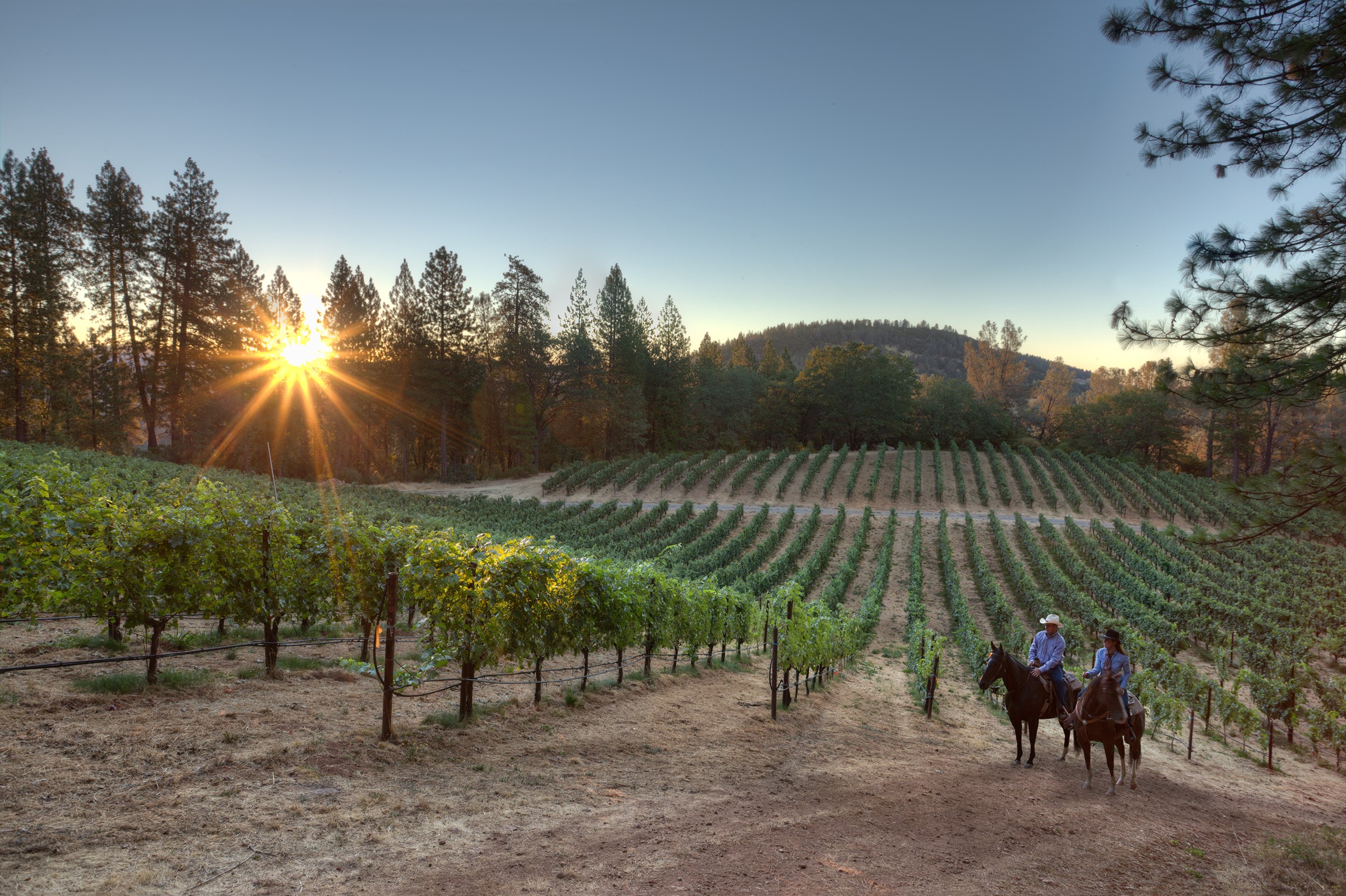 Lake & Mendocino County Wines Share a Passion