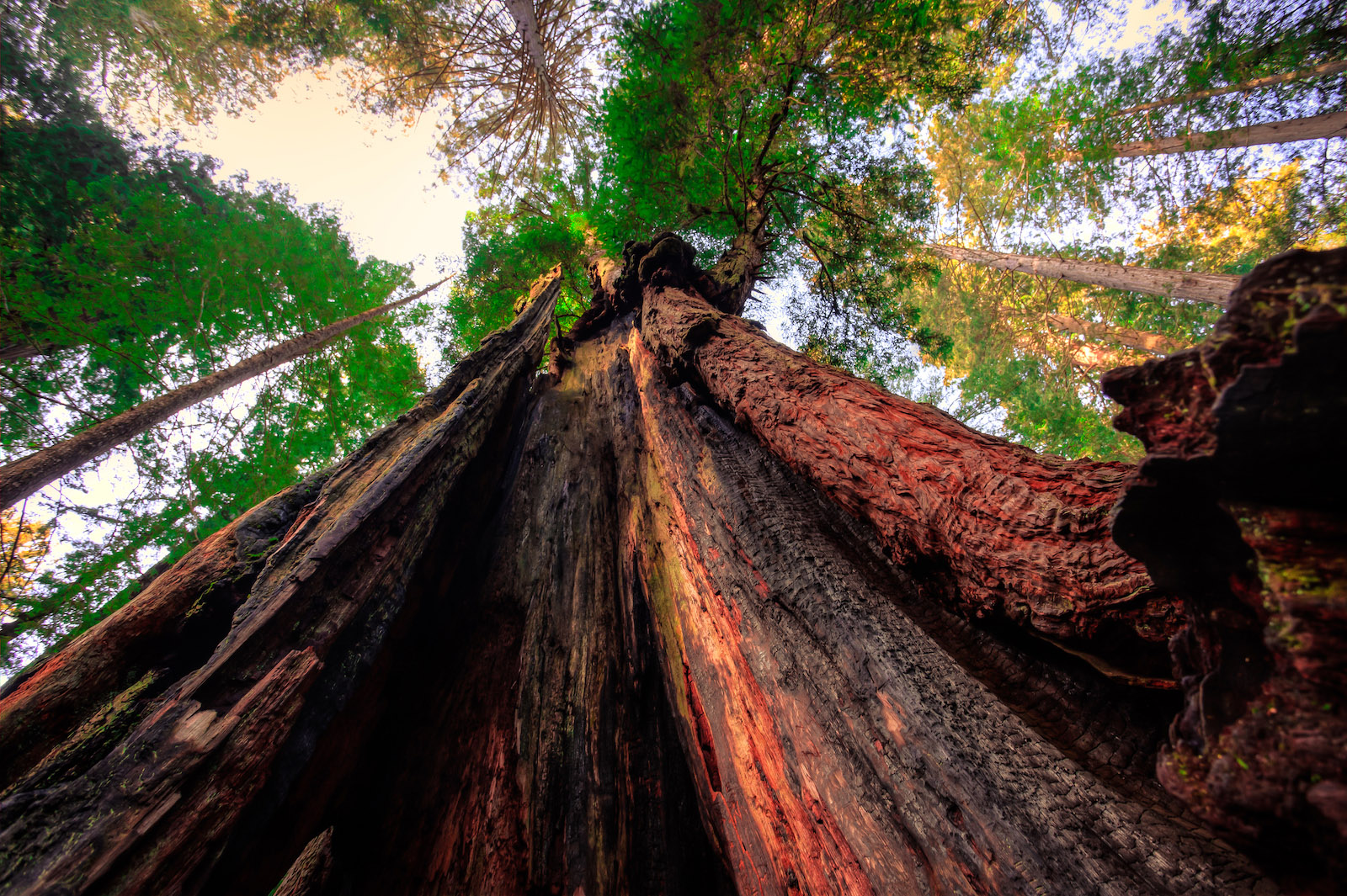 Ten Must-See Redwood Trees