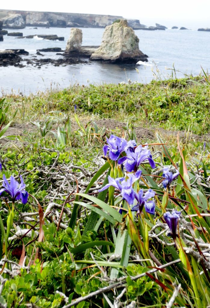 Orchids in Mendocino County.