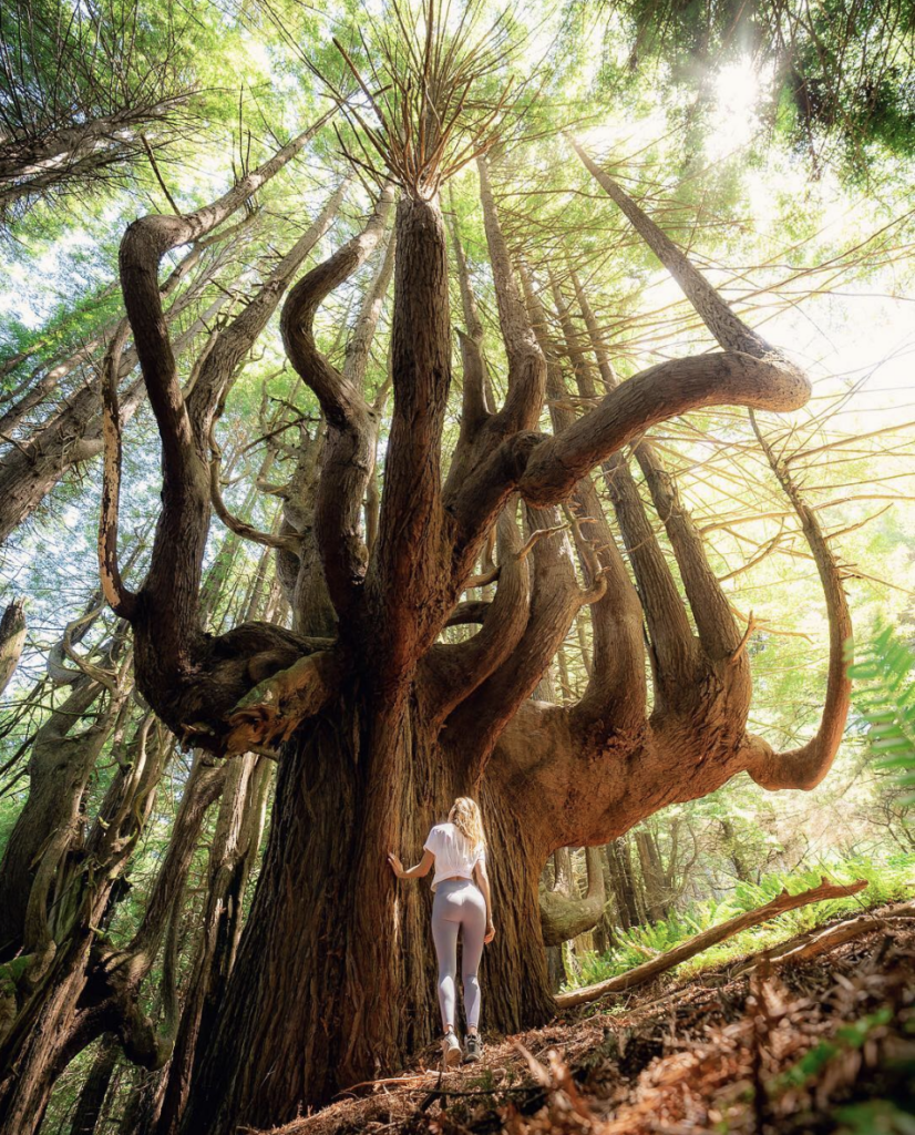 Candelabra Redwood Tree